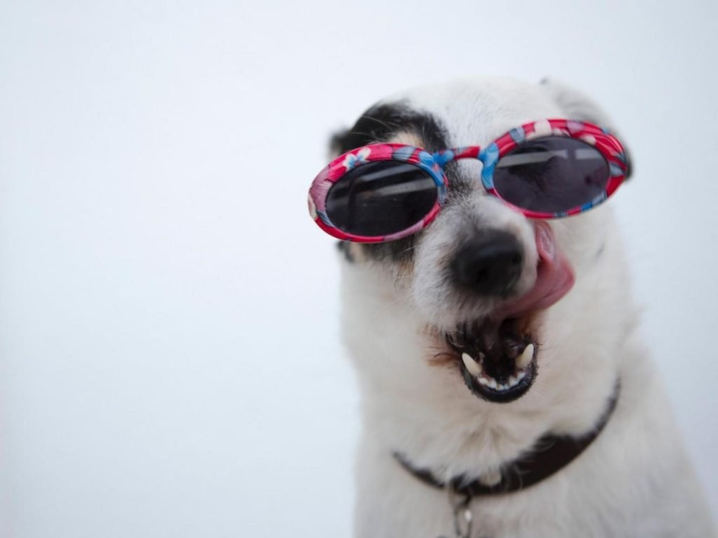 spanish phrases with animals (dog)